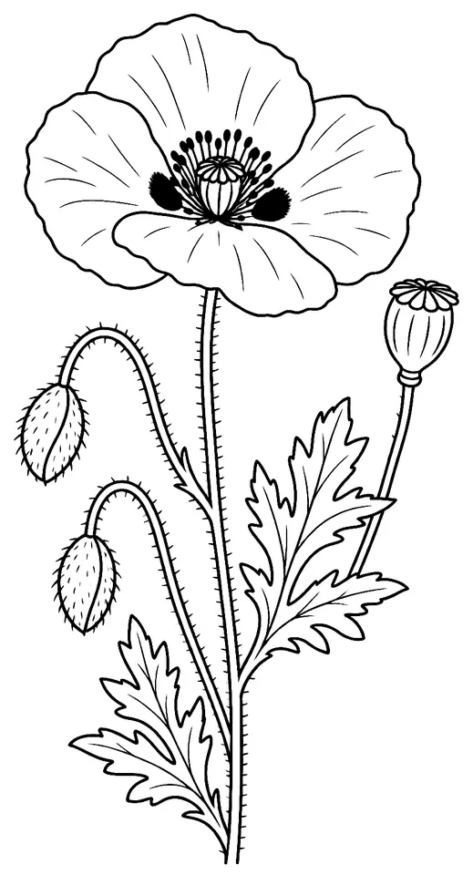 Coloriage de Coquelicot (fleur du jardin) : dessin au trait noir à colorier