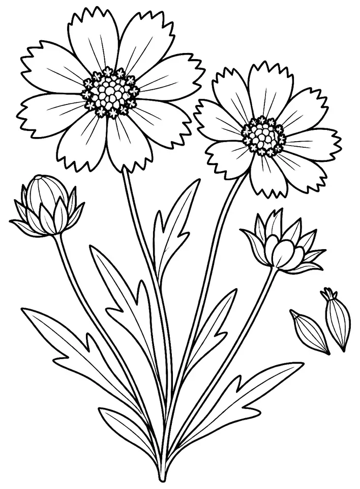 Coloriage de Coréopsis : dessin au trait noir à colorier