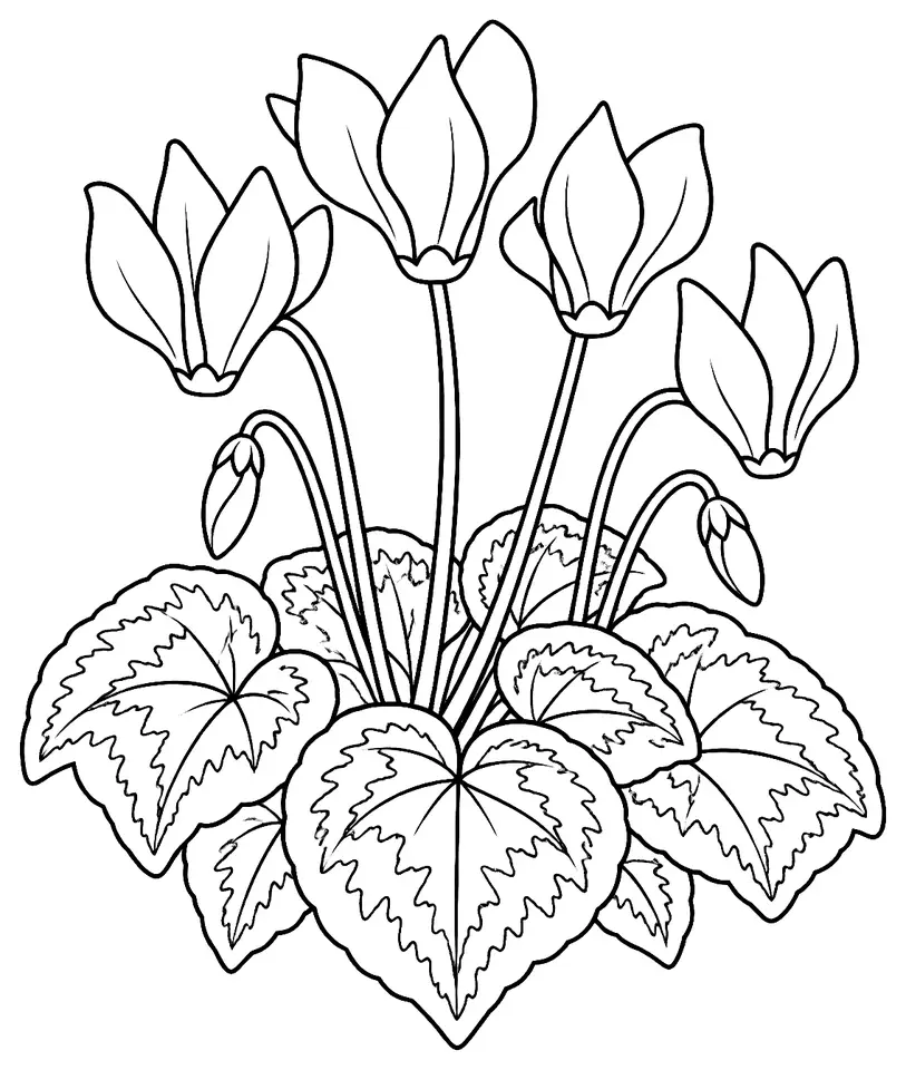 Coloriage de Cyclamen : dessin au trait noir à colorier