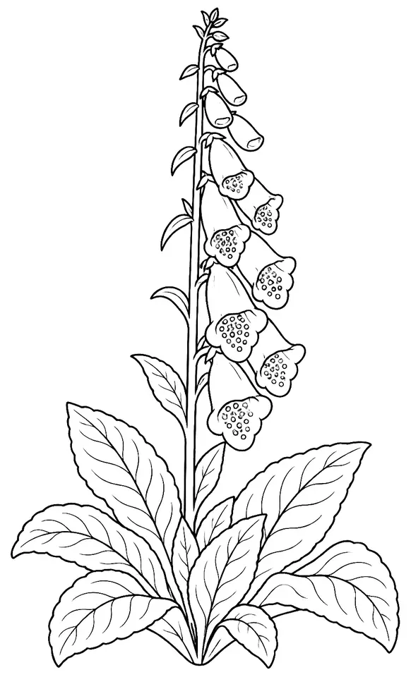 Coloriage de Digitale pourpre : dessin au trait noir à colorier