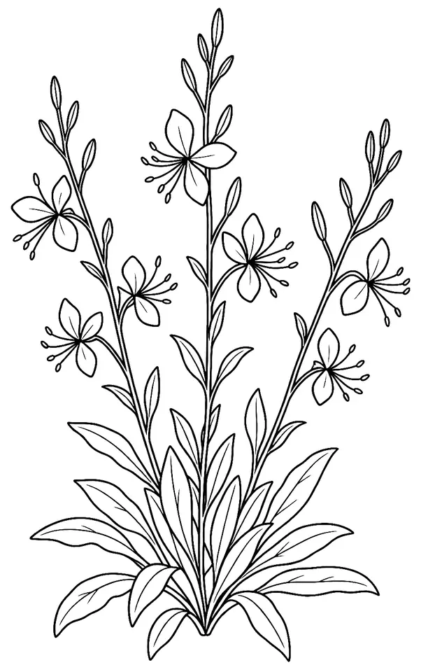 Coloriage de Gaura : dessin au trait noir à colorier