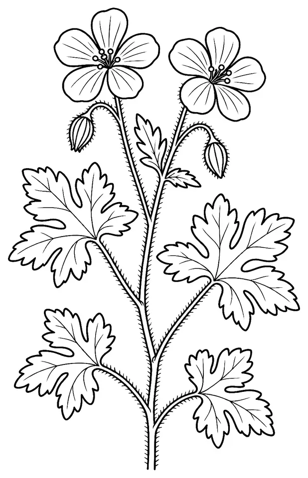 Coloriage de Géranium herbe-à-Robert (fleur du jardin) : dessin au trait noir à colorier