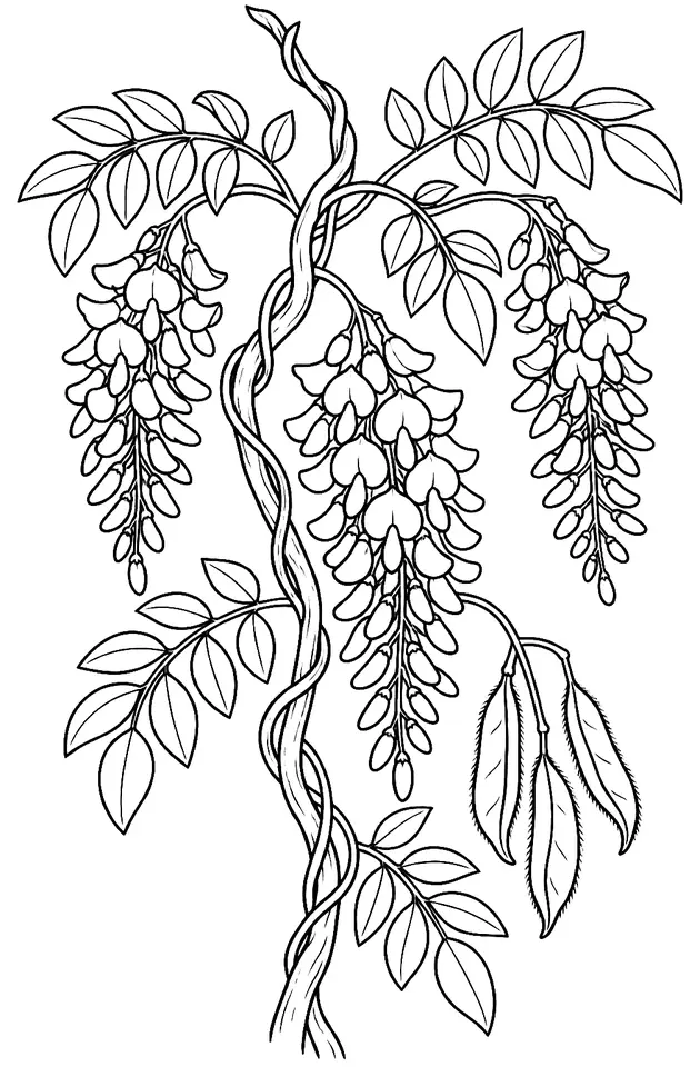 Coloriage de Glycine de Chine : dessin au trait noir à colorier