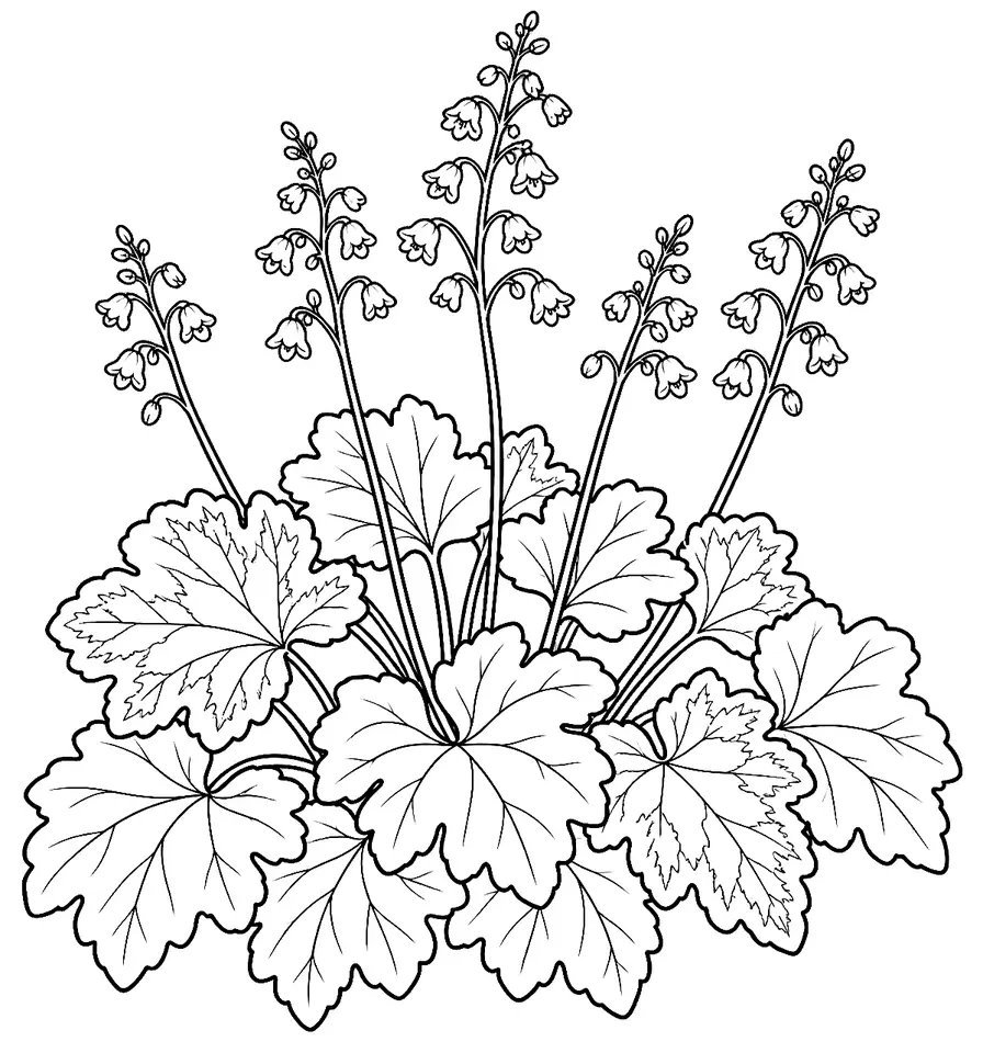 Coloriage de Heuchère : dessin au trait noir à colorier