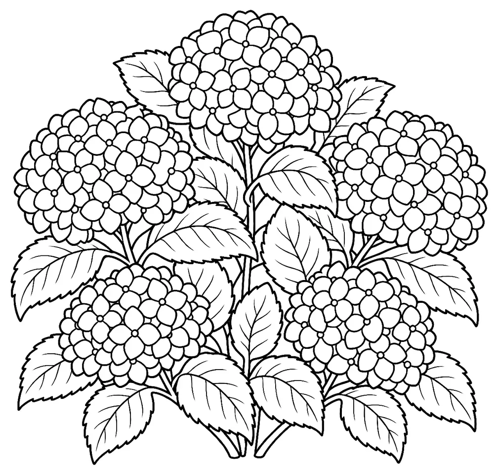 Coloriage de Hortensia : dessin au trait noir à colorier