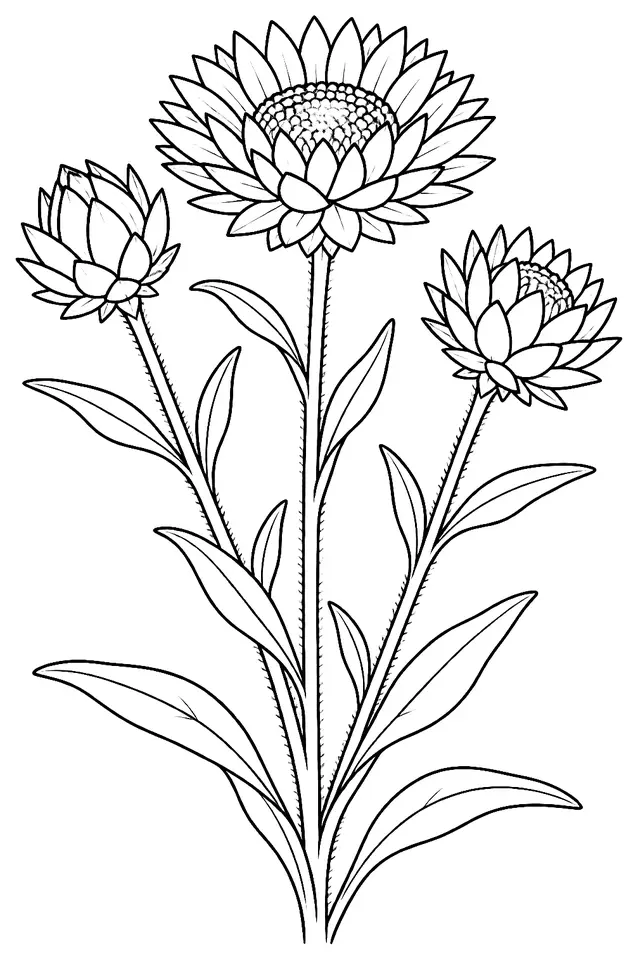 Coloriage de Immortelle annuelle : dessin au trait noir à colorier