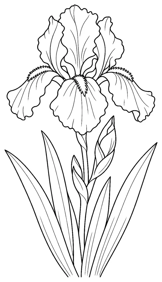 Coloriage de Iris d’Allemagne : dessin au trait noir à colorier