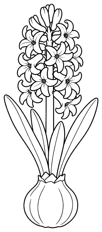 Coloriage de Jacinthe d’Orient : dessin au trait noir à colorier