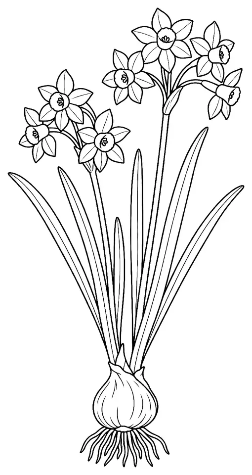 Coloriage de Jonquille (fleur du jardin) : dessin au trait noir à colorier