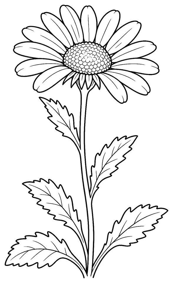 Coloriage de Leucanthème : dessin au trait noir à colorier