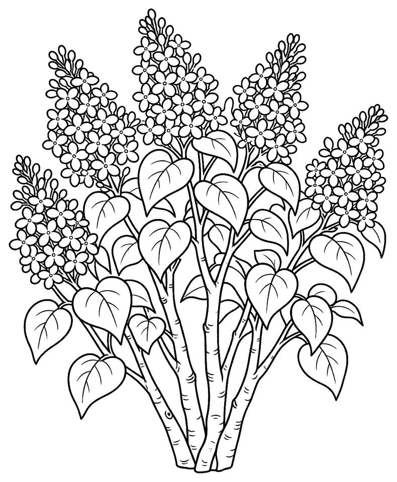 Coloriage de Lilas commun : dessin au trait noir à colorier