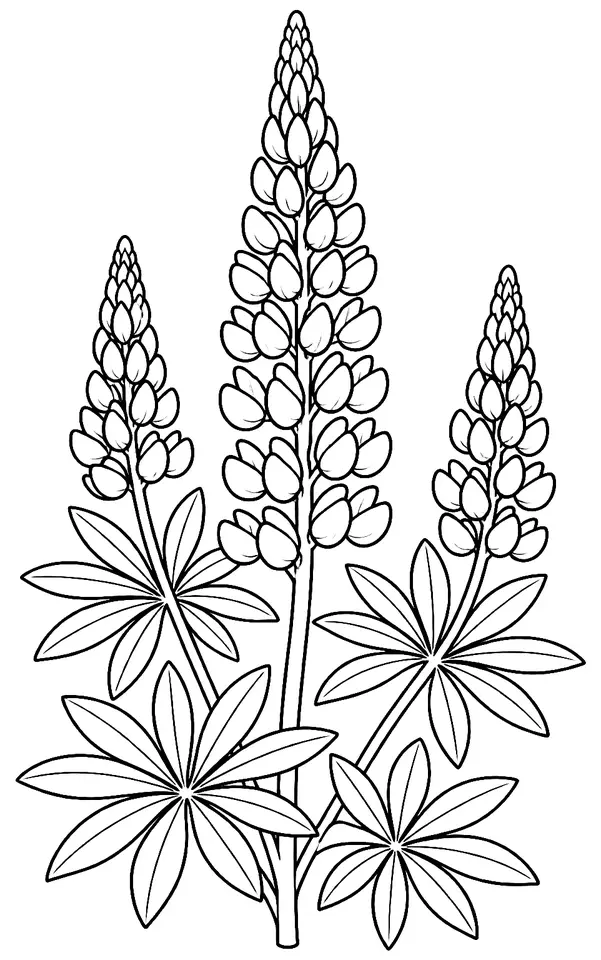 Coloriage de Lupin des jardins : dessin au trait noir à colorier