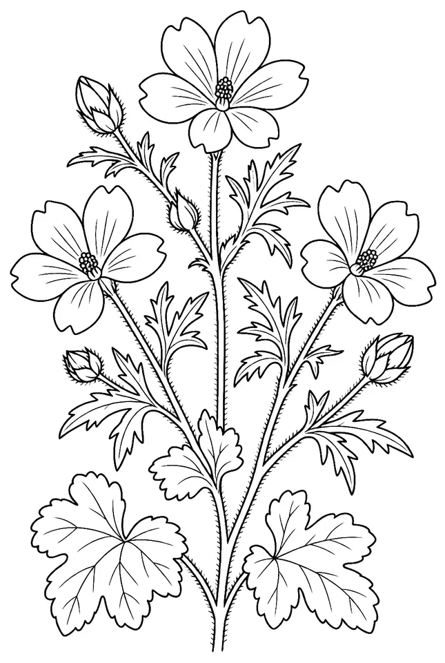 Coloriage de Mauve musquée (fleur du jardin) : dessin au trait noir à colorier