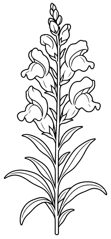 Coloriage de Muflier : dessin au trait noir à colorier