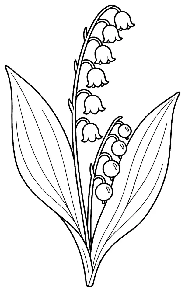 Coloriage de Muguet : dessin au trait noir à colorier