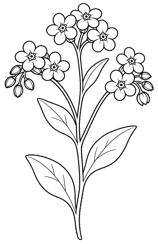 Coloriage de Myosotis : dessin au trait noir à colorier