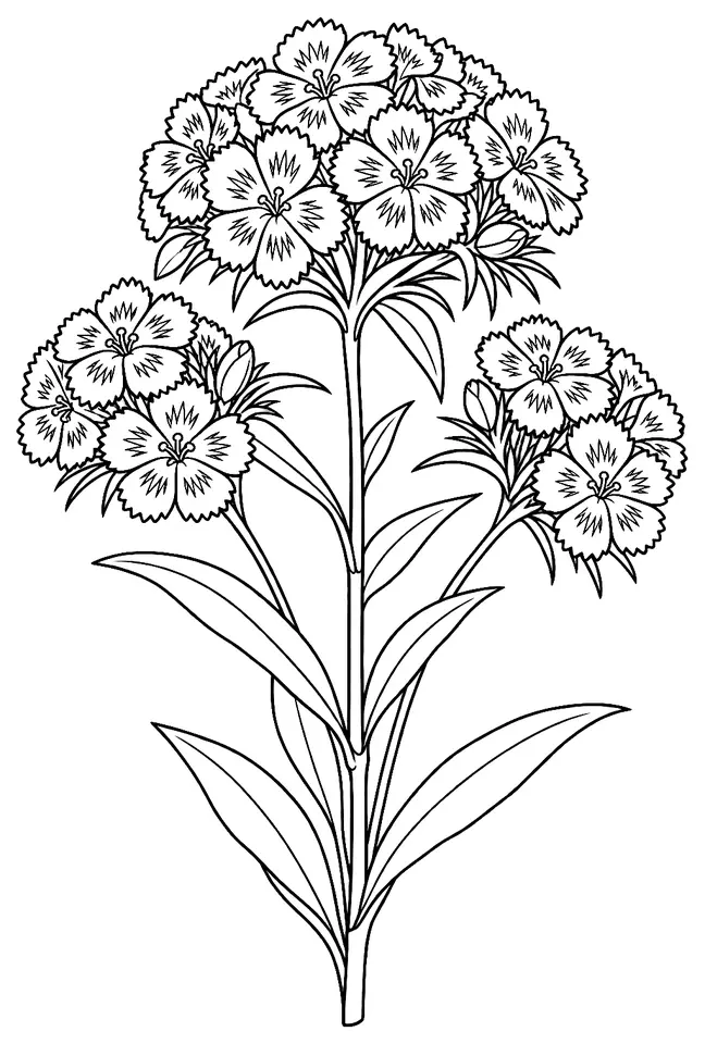 Coloriage de Œillet des poètes : dessin au trait noir à colorier