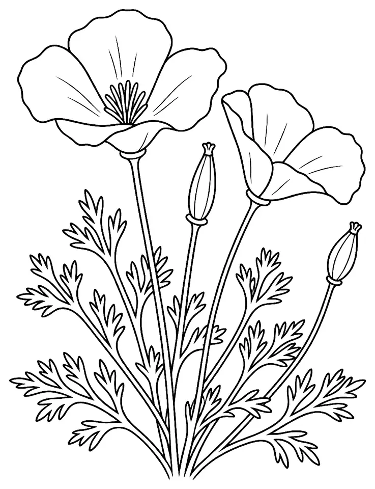 Coloriage de Pavot de Californie : dessin au trait noir à colorier