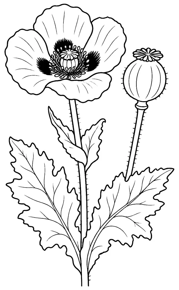 Coloriage de Pavot somnifère : dessin au trait noir à colorier