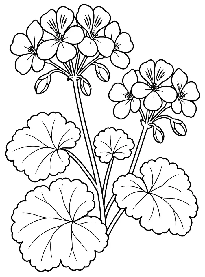 Coloriage de Pélargonium : dessin au trait noir à colorier