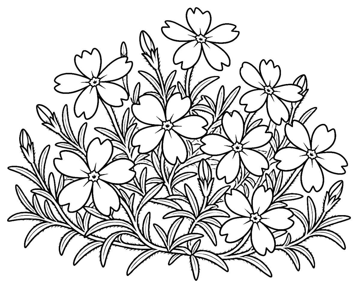 Coloriage de Phlox mousse : dessin au trait noir à colorier