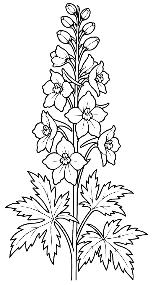 Coloriage de Pied-d’alouette : dessin au trait noir à colorier