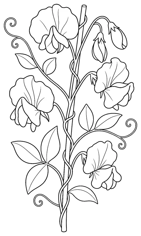Coloriage de Pois de senteur : dessin au trait noir à colorier