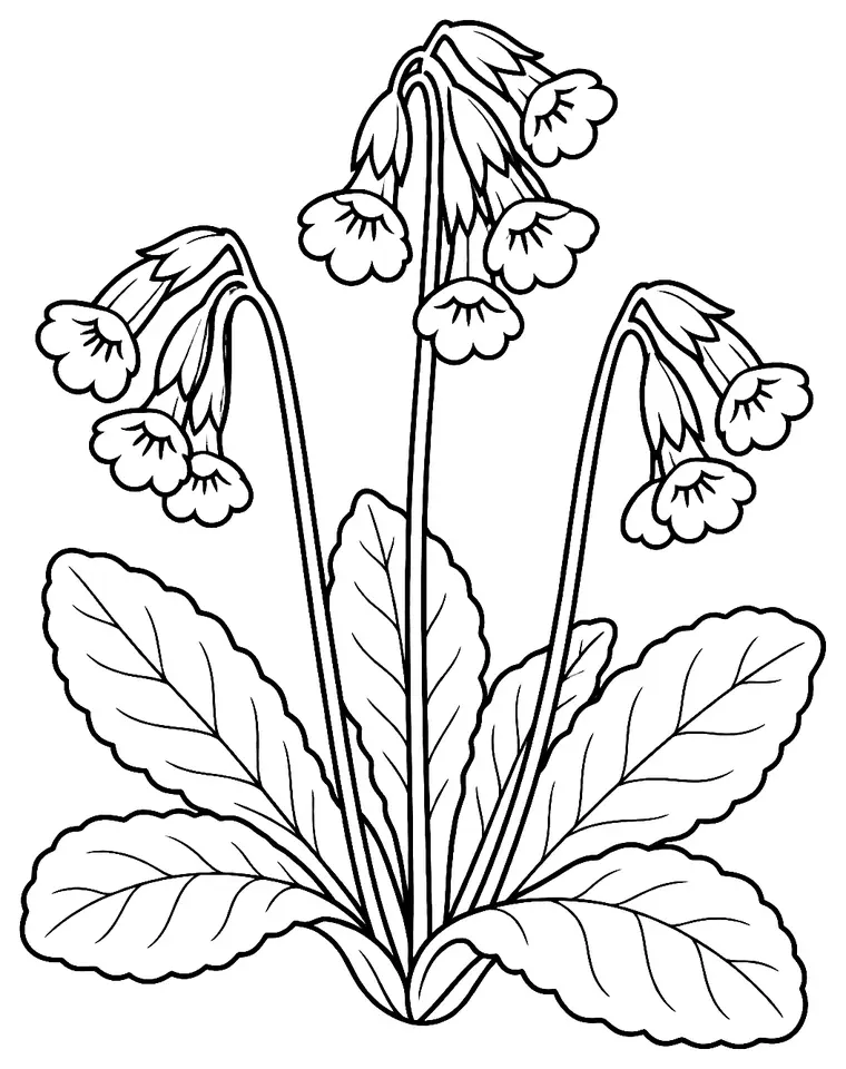 Coloriage de Primevère officinale (fleur du jardin) : dessin au trait noir à colorier