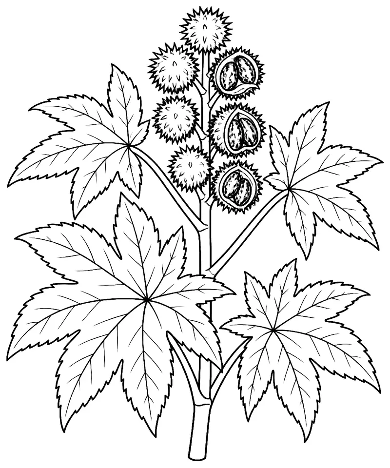 Coloriage de Ricin : dessin au trait noir à colorier