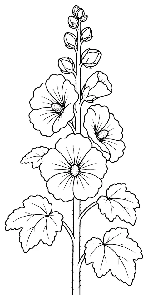 Coloriage de Rose trémière : dessin au trait noir à colorier