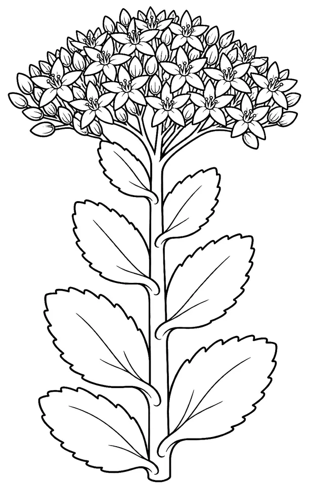Coloriage de Sédum remarquable : dessin au trait noir à colorier