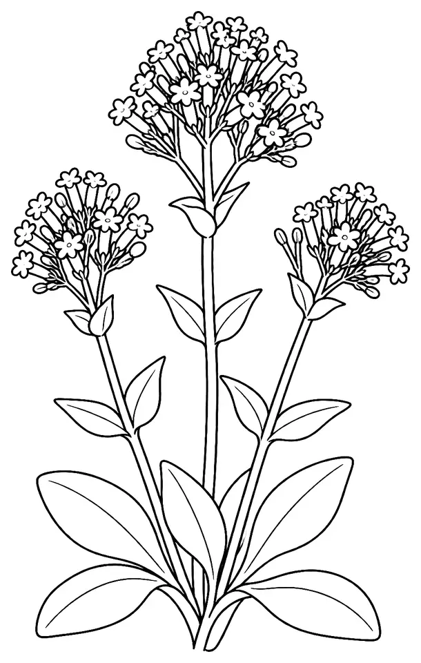 Coloriage de Valériane rouge : dessin au trait noir à colorier