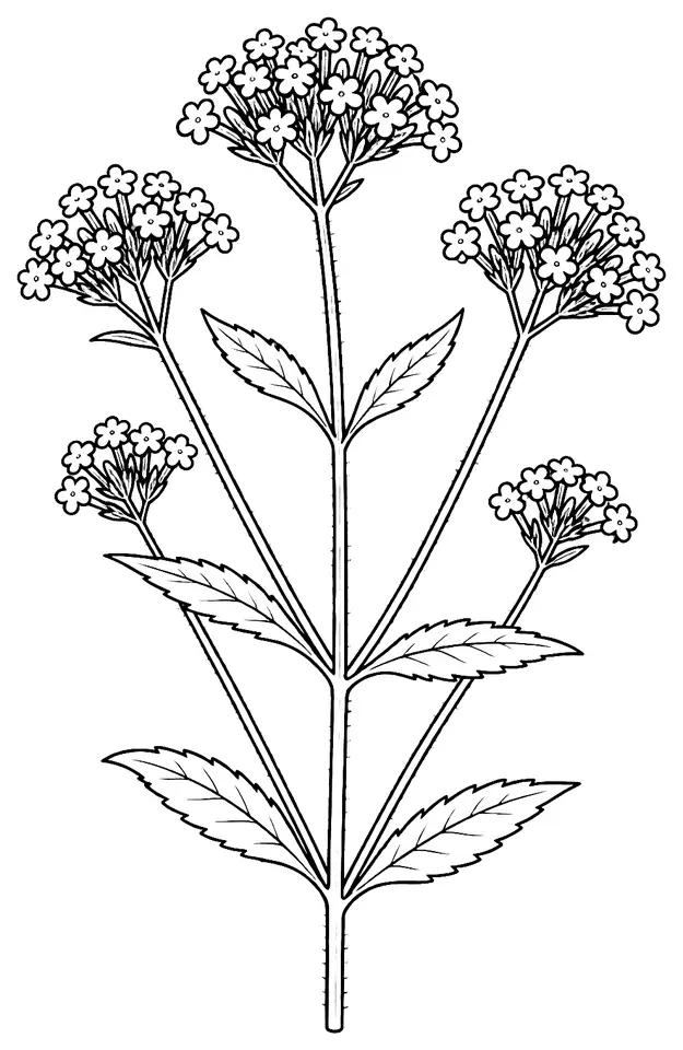 Coloriage de Verveine de Buenos Aires : dessin au trait noir à colorier