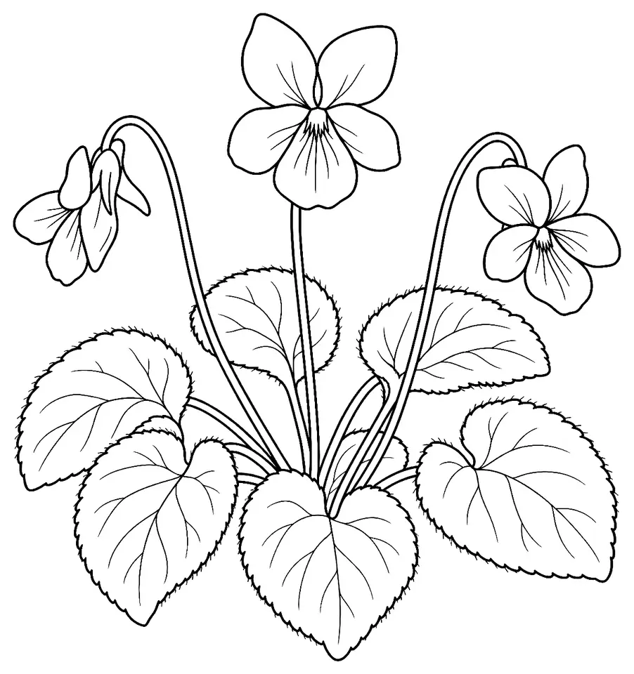 Coloriage de Violette odorante : dessin au trait noir à colorier