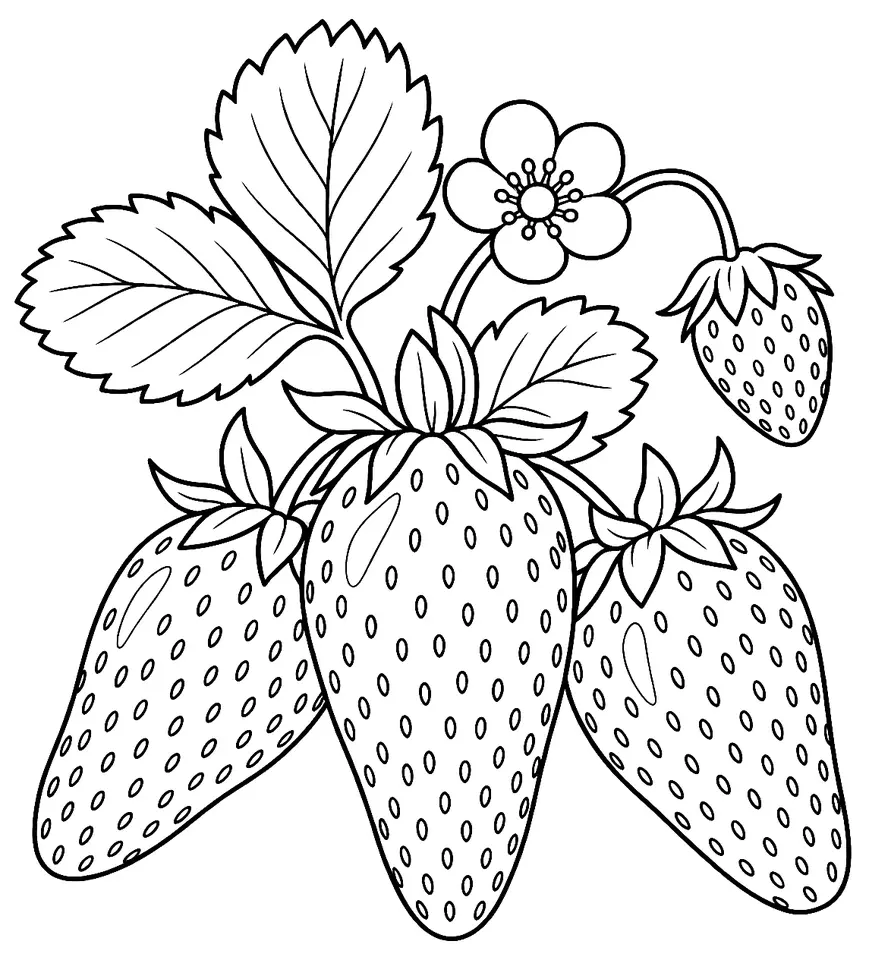 Coloriage de Fraise du Périgord : dessin au trait noir à colorier