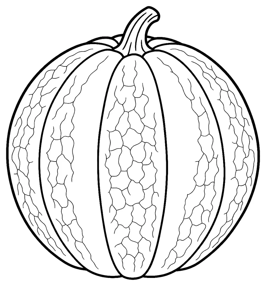 Coloriage de Melon de Cavaillon : dessin au trait noir à colorier