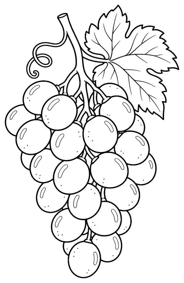 Coloriage de Muscat du Ventoux : dessin au trait noir à colorier