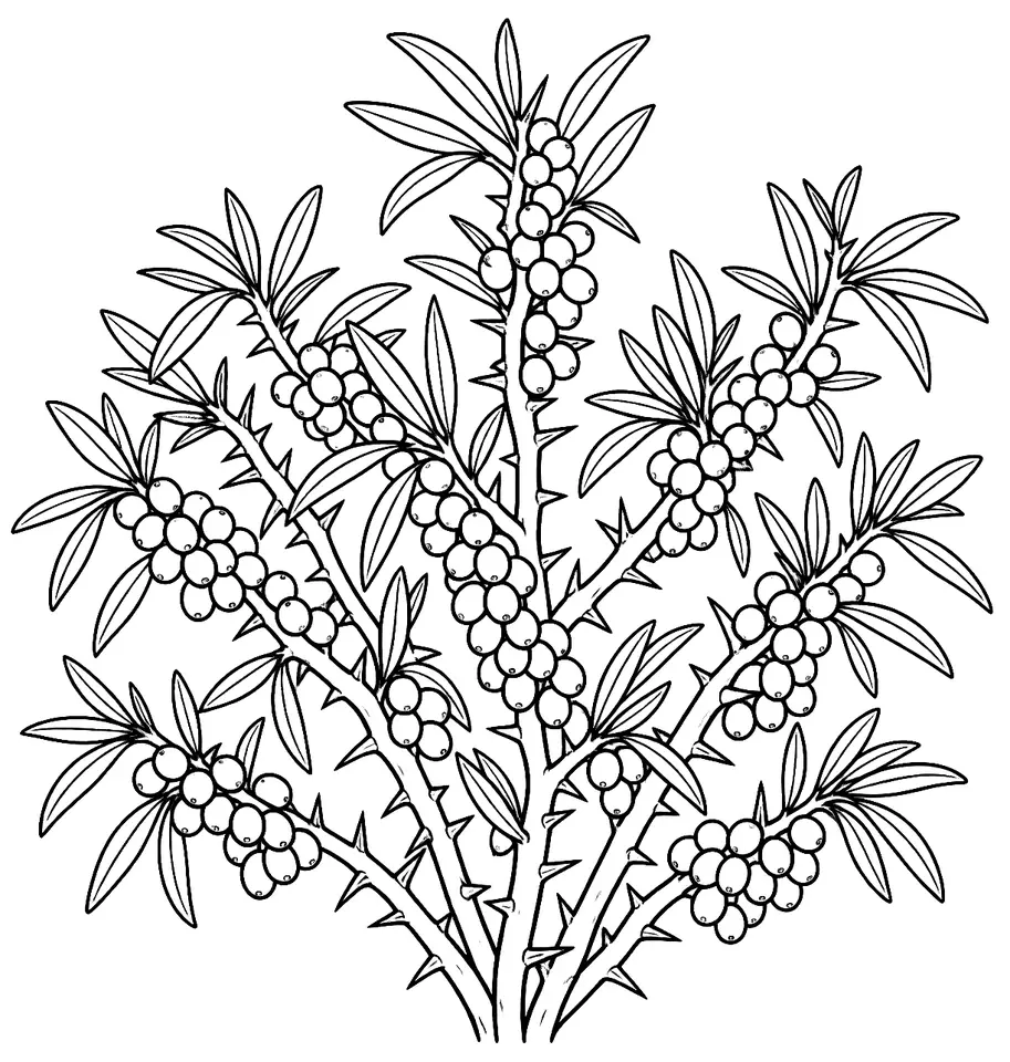 Coloriage de Argousier : dessin au trait noir à colorier