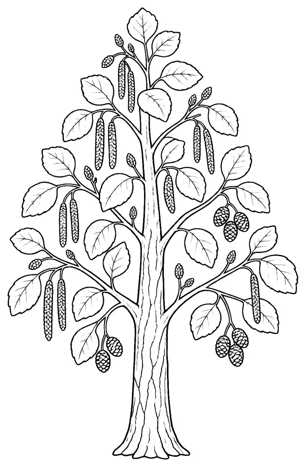 Coloriage de Aulne glutineux : dessin au trait noir à colorier