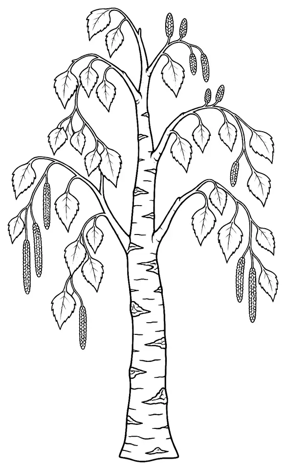 Coloriage de Bouleau verruqueux : dessin au trait noir à colorier