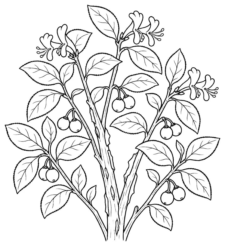Coloriage de Camérisier à balais : dessin au trait noir à colorier