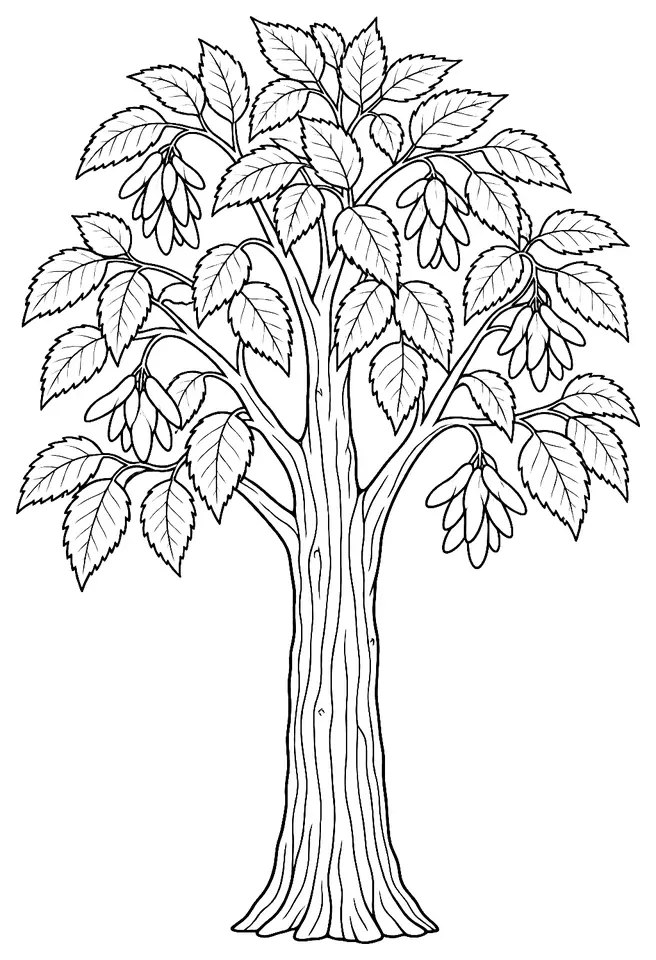 Coloriage de Charme commun : dessin au trait noir à colorier