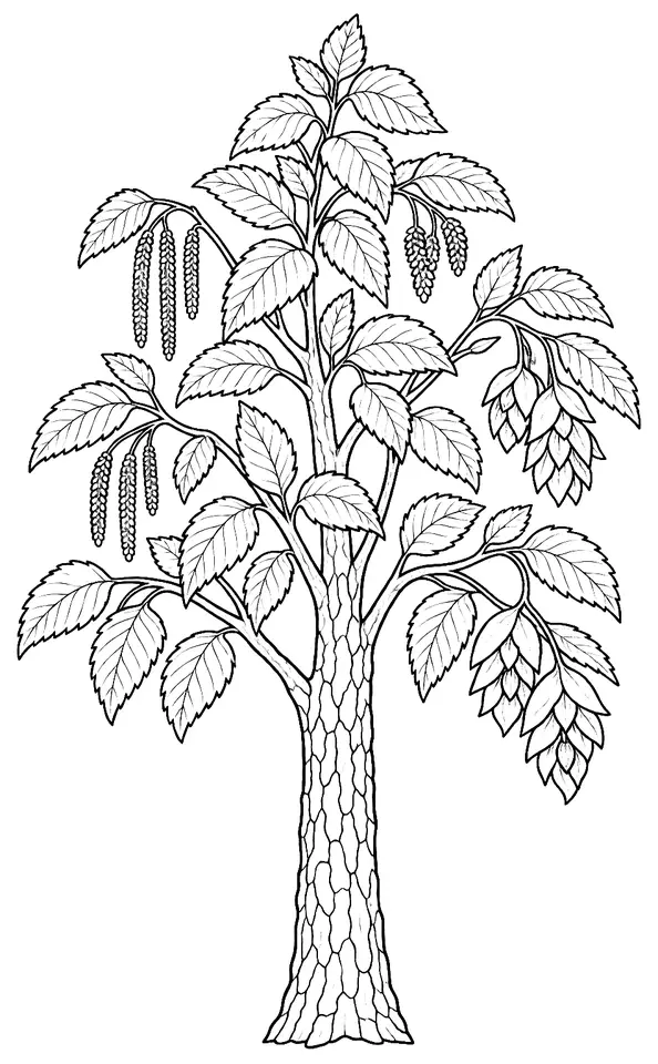 Coloriage de Charme-houblon : dessin au trait noir à colorier