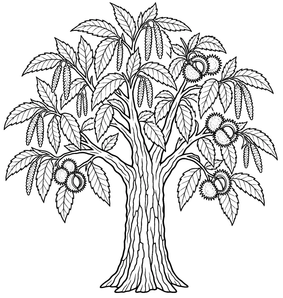 Coloriage de Châtaignier commun : dessin au trait noir à colorier