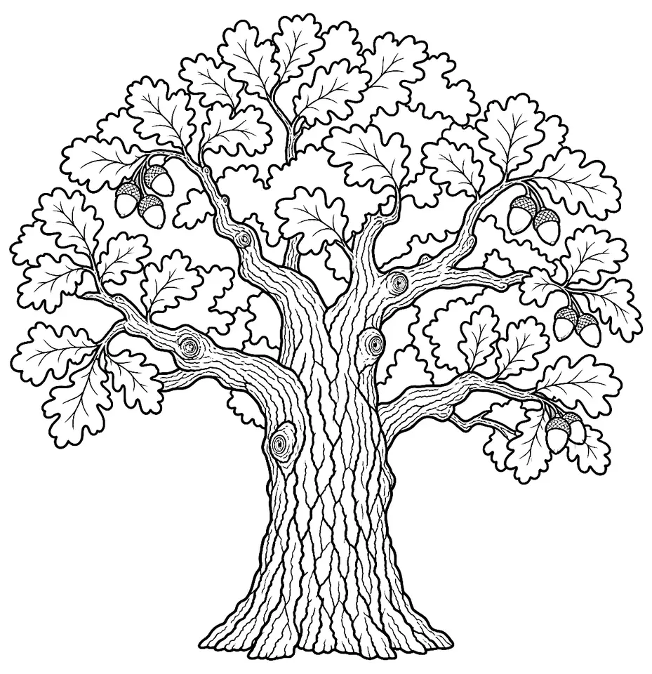 Coloriage de Chêne pédonculé : dessin au trait noir à colorier