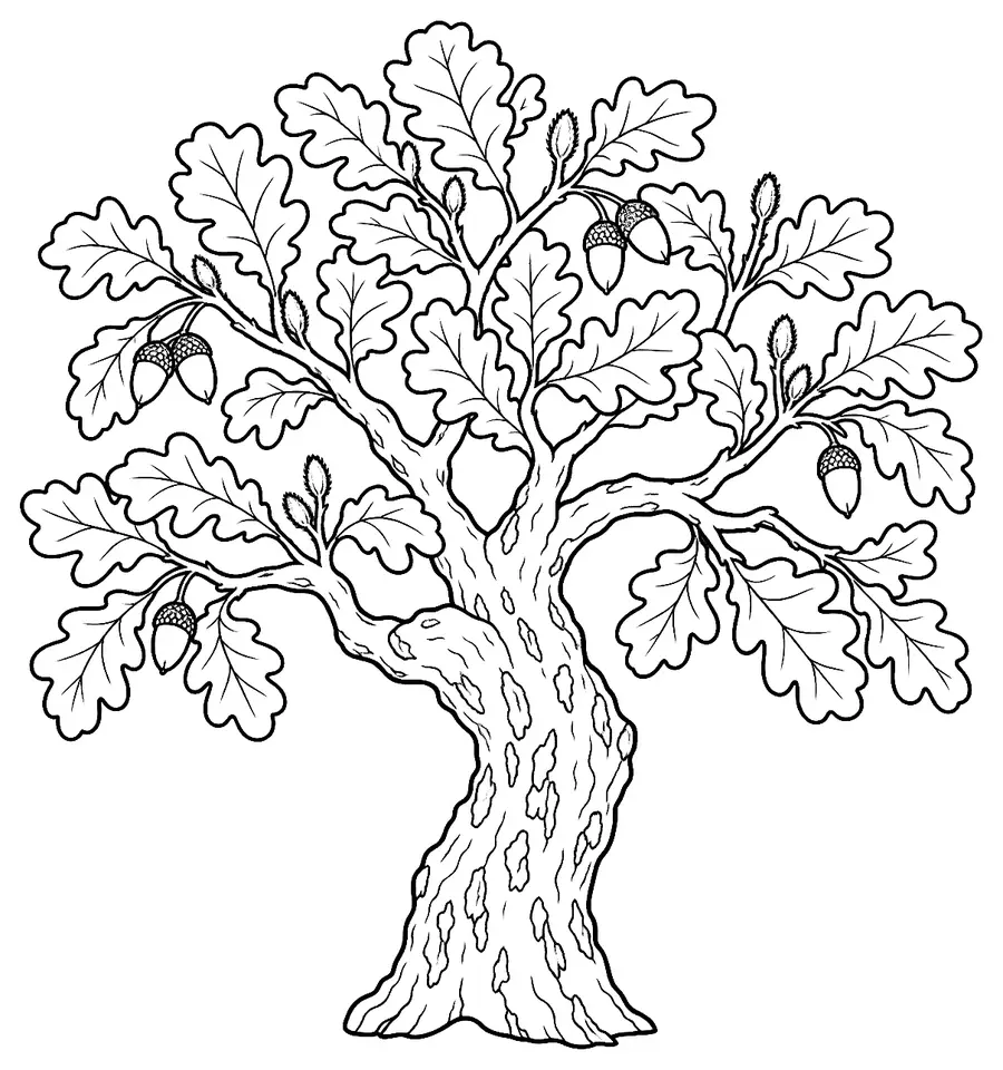 Coloriage de Chêne pubescent : dessin au trait noir à colorier