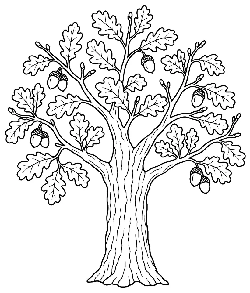 Coloriage de Chêne sessile : dessin au trait noir à colorier