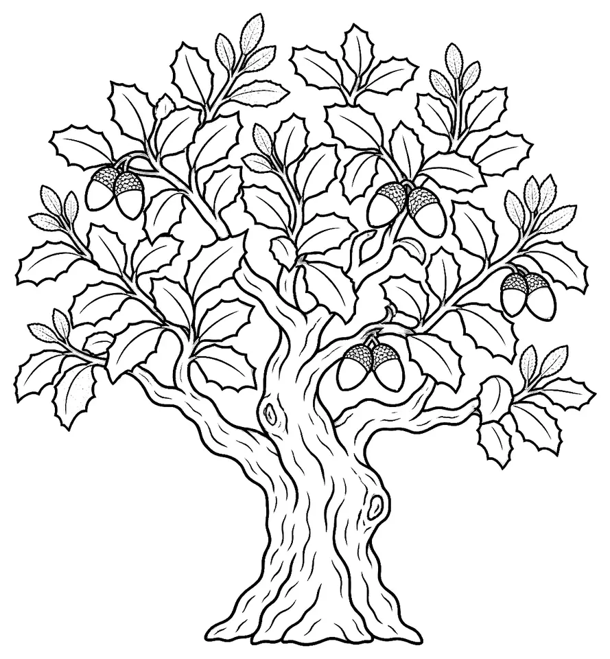 Coloriage de Chêne vert : dessin au trait noir à colorier