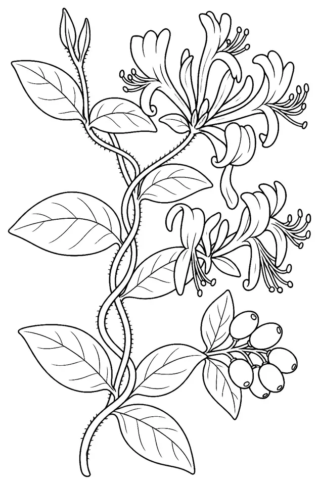 Coloriage de Chèvrefeuille des bois : dessin au trait noir à colorier