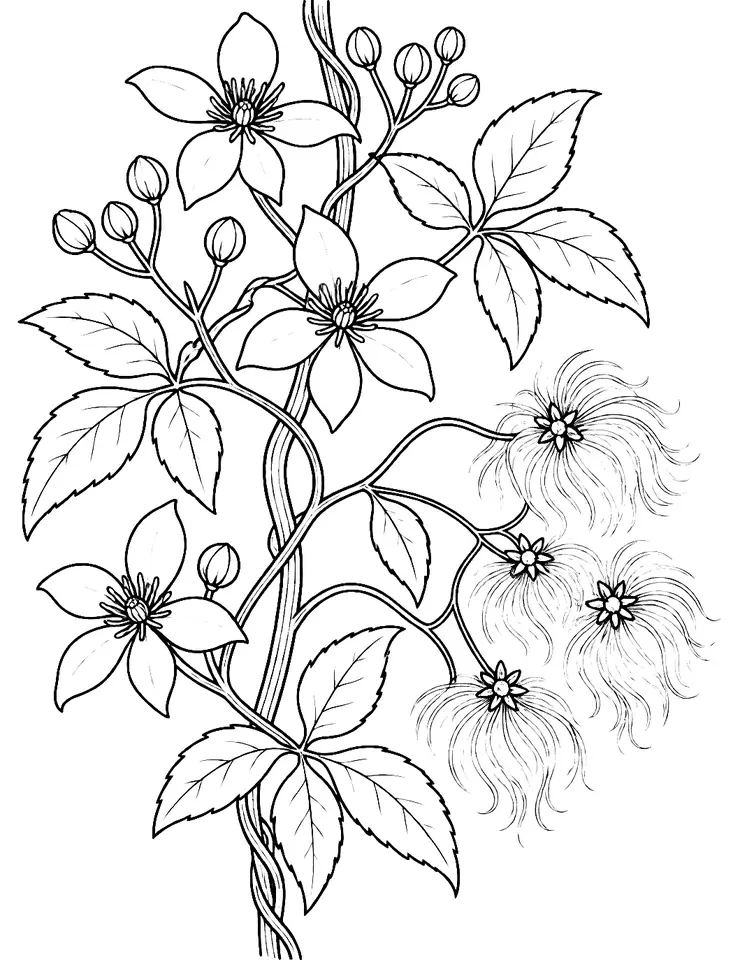 Coloriage de Clématite des haies : dessin au trait noir à colorier